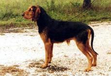 Italienischer Laufhund rauhaarig - Segugio Italiano a pelo forte